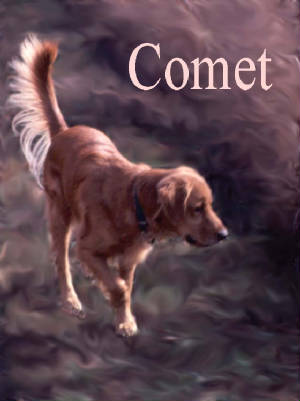 Comet (Golden Retriever)