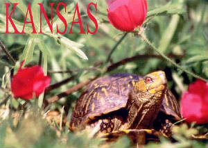 An adult male Ornate Box Turtle photographed near Wakarusa in Shawnee County, Kansas