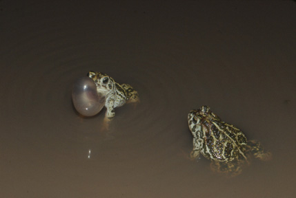 CALLS OF KANSAS FROGS AND TOADS
