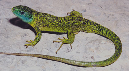 Click on this photo of an adult Western Green Lizard to go to a newspaper article about the animal.