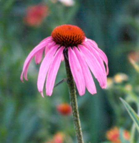 cone flower