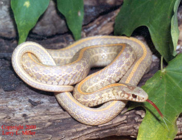 Garter Snake