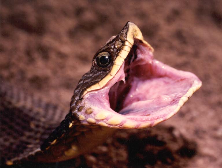Click on Hognose Snake to go to Kansas Herpetological Society website