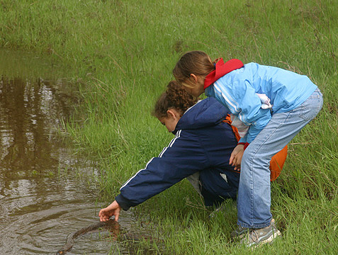 Students look for frogs